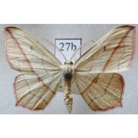 Timandra comae Schmidt, 1931 Czech27b